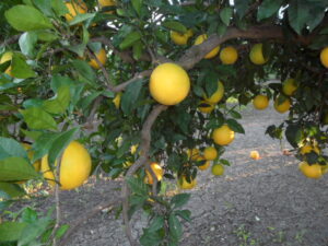 naranja naranjamania