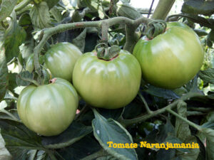 Planta de tomate valenciano