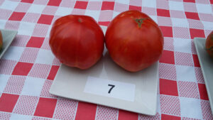 Tomate ganador Naranjamania