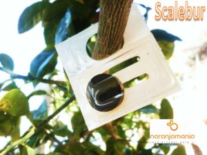 Desarrollan-un-nuevo-sistema-contra-el-piojo-rojo-de-California-una-de-las-principales-plagas-para-los-citricos