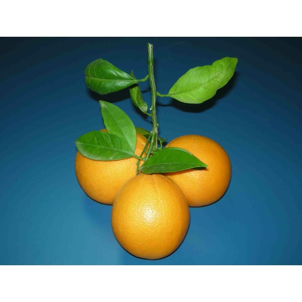 Naranja Valencia Late zumo 14 kg-61