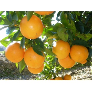 Naranja Lane-Late para Zumo 9kg-0