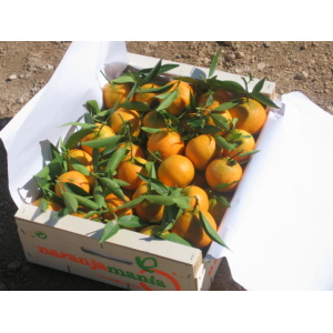 Mandarina Clemenules de Valencia 9kg ✔-4