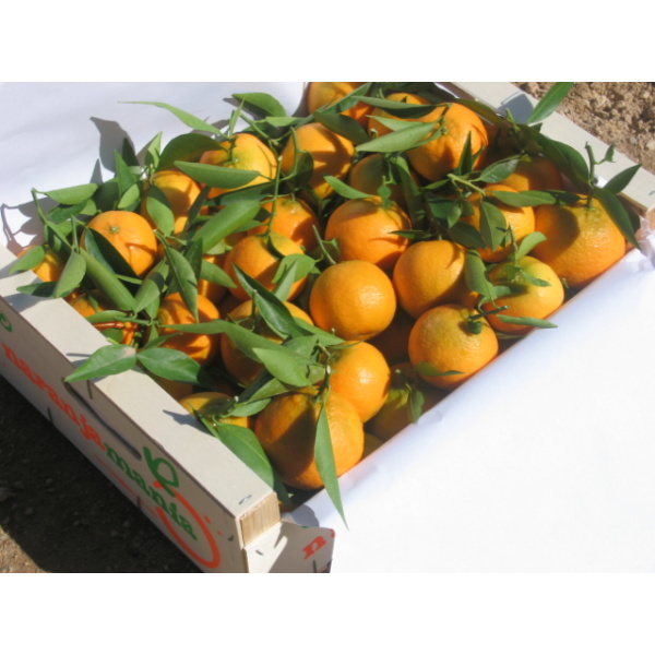 Mandarinas Precoces 9kg ✔-113