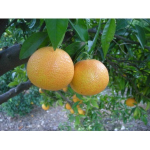 Mandarinas Precoces 9kg ✔-114