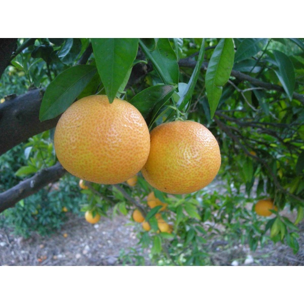 Mandarinas Precoces 9kg ✔-114