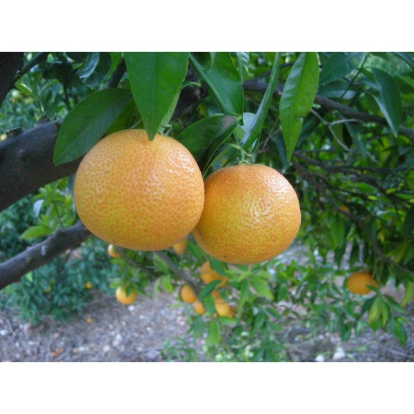 Mandarinas Precoces 19kg ✔-120