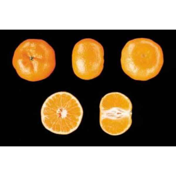 Mandarina Tardia 9kg ✔-21