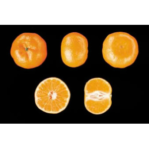 Mandarina Tardia 19kg ✔-25