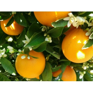 Caja Mixta 14 kg: Naranja Navelina Zumo+ Mandarina Precoz-1076