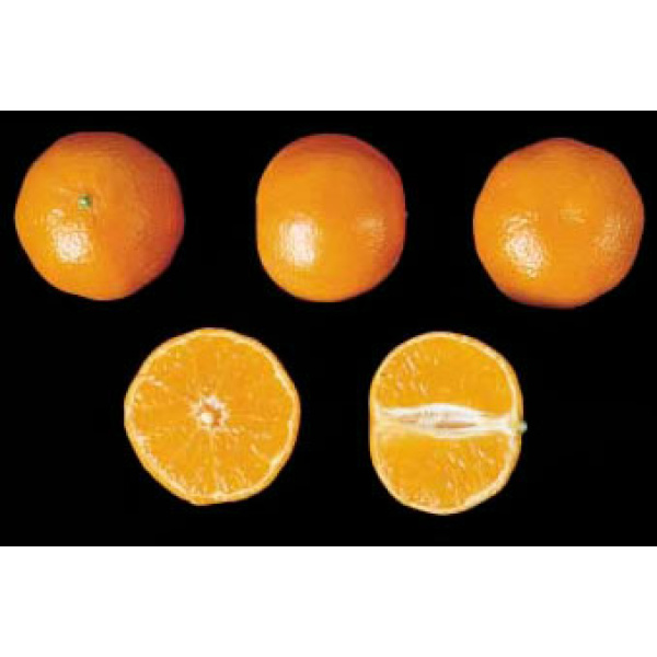 Mandarinas Precoces 9kg ✔-112