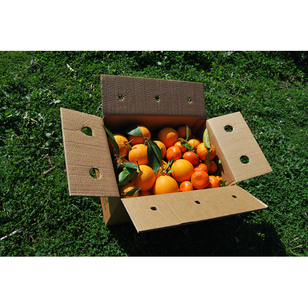 Caja Mixta 14 kg: Naranja Navel Lane-Late mesa + Mandarina Tardia-0