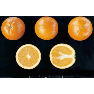 Caja Mixta 14 kg: Naranja Navelina Zumo + Mandarina Clemenules ✔-90