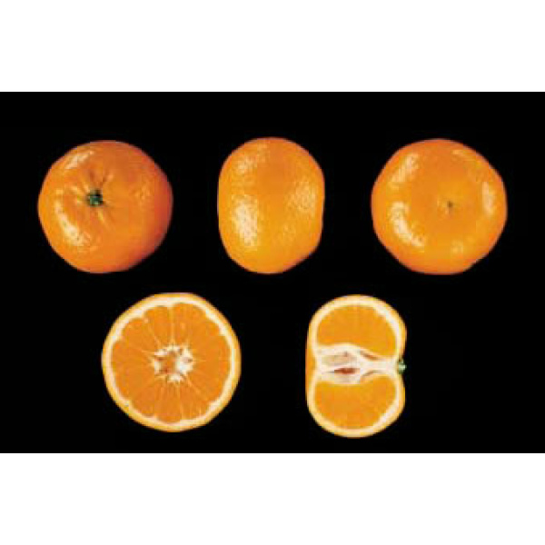 Mandarina Clemenules de Valencia 9kg ✔-281
