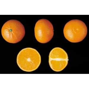 Caja Mixta 20 kg: Naranja Navel Lane-Late mesa + Mandarina Clemenvilla-359