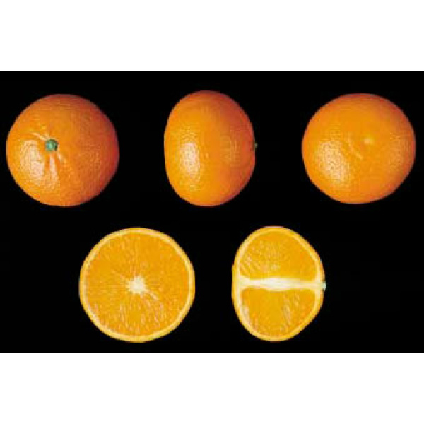 Caja Mixta 14 kg: Naranja Navelina mesa + Mandarina Clemenvilla-335