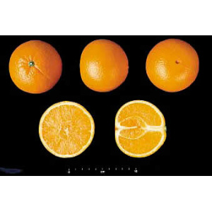 Caja Mixta 20 kg: Naranja Navel Lane-Late zumo + Mandarina Clemenvilla-373