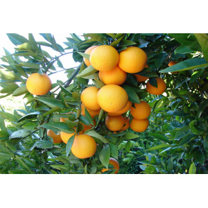Naranja Valencia Late zumo 14 kg-549