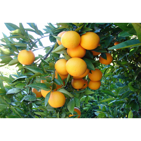Naranja Valencia Late zumo 19 kg-554
