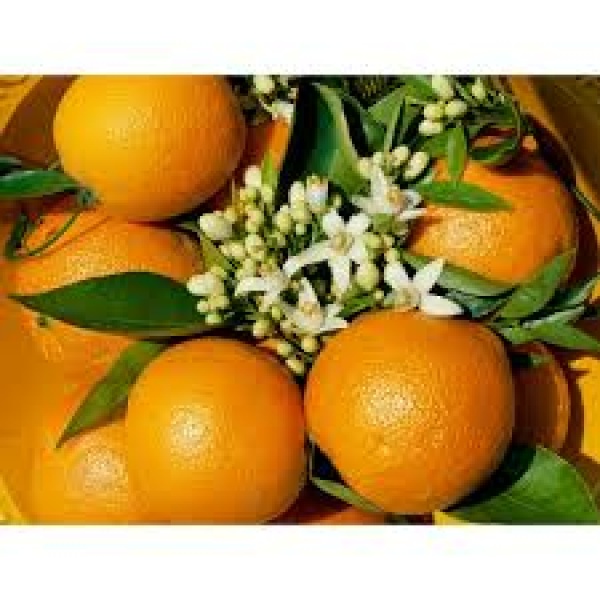 Naranja Valencia Late zumo 9 kg-546