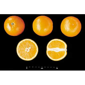 Naranja Valencia Late mesa + Valencia Late zumo 14 kg-74