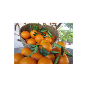 Naranja Valencia Late zumo 14 kg-0