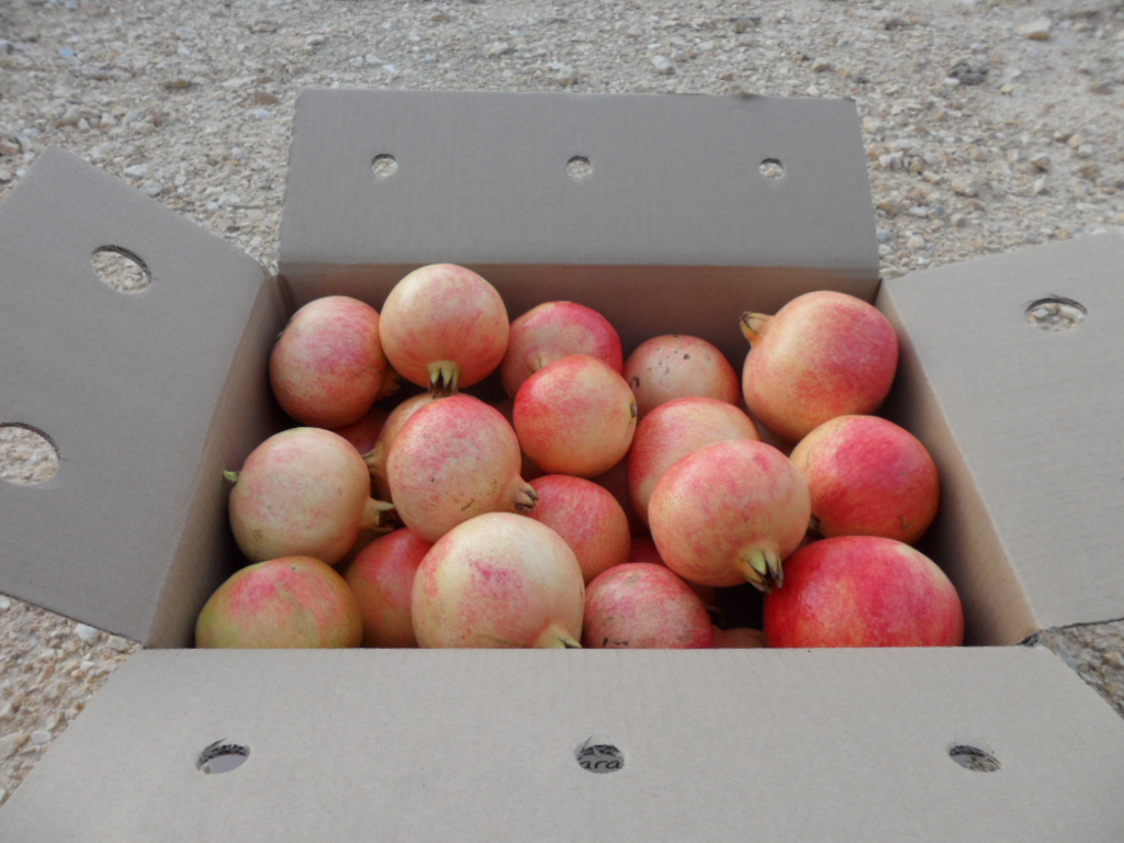 Granada Mollar de Elche 14kg ✔-429