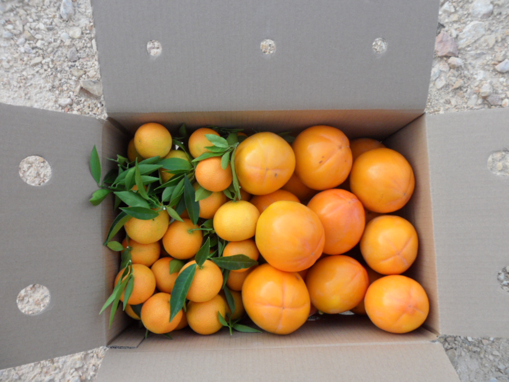Caja Mixta 14kg Mandarina y Caqui Persimon-413