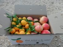 Caja Mixta 19kg Mandarina y Granada Mollar-0