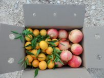 Caja Mixta 19kg Mandarina y Granada Mollar-401