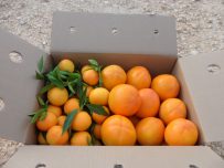 Caja Mixta 9kg Mandarina y Caqui Persimon-417