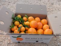 Caja Mixta 9kg Mandarina y Caqui Persimon-416