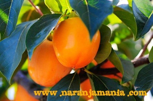 Caqui Persimón 14kg ✔-0