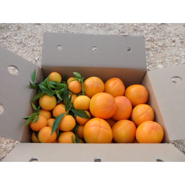 Caja Mixta 14kg Mandarina y Caqui Persimon-0