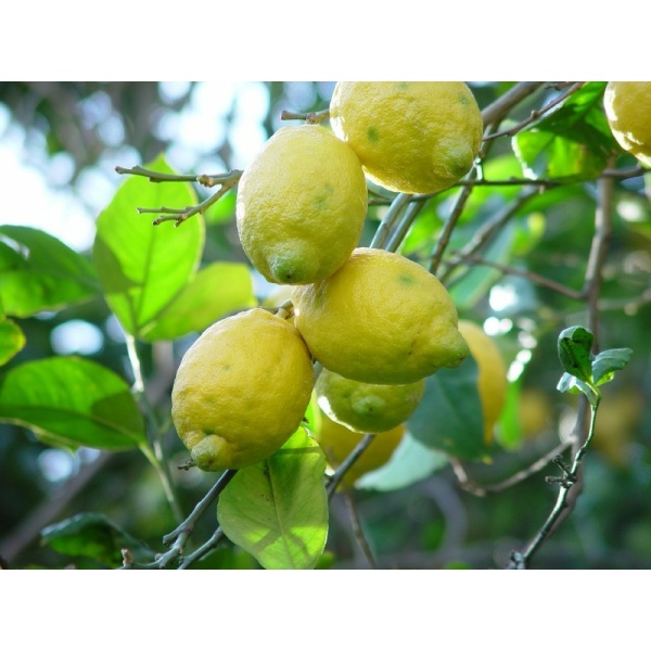 Limones Eureka 1kg ✔-452
