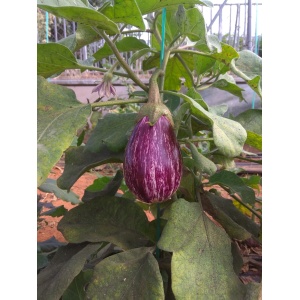 Berenjena Valenciana 9kg ✔-0