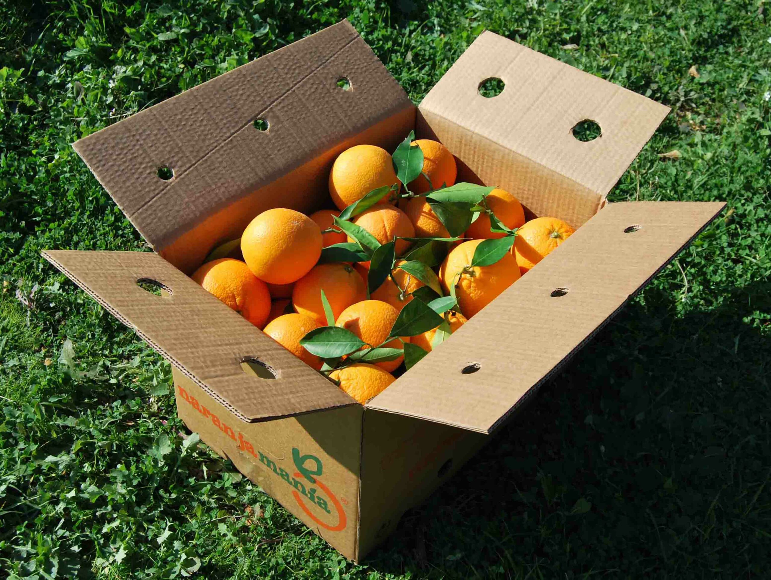 Caja Mixta 9kg de Naranja Mesa (7kg) + Tomate Valenciano (2kg)✔-581