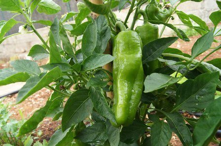 Pimiento Italiano 1kg ✔-0