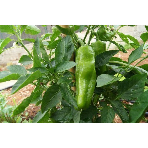 Pimiento de Cuatro Cantos 9kg-525