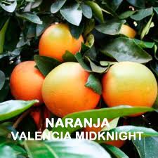 valencia midknight naranjamania