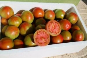 TOMATE ÓPTIMA