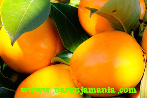 Caqui Persimón D.O. Ribera del Xúquer 1kg-663