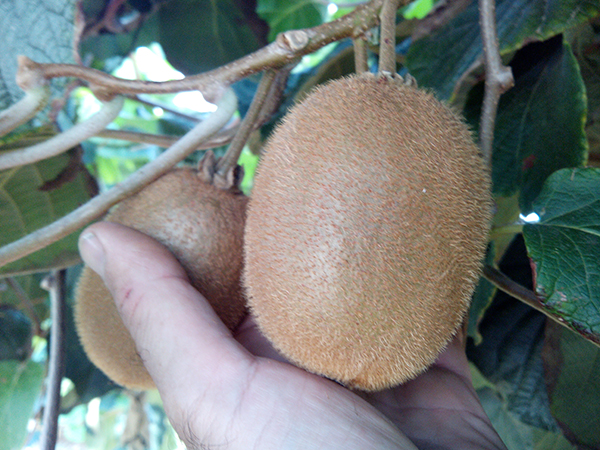 KIWI 5 KG Calibre Grueso