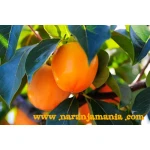 Caqui Persimón D.O. Ribera del Xúquer 1kg-0