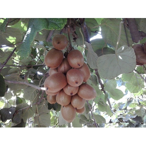 KIWI 9KG ✔-633