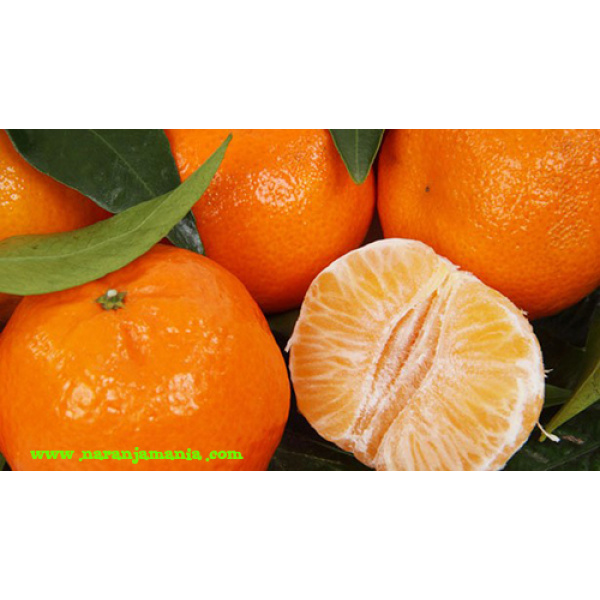 Caja 9kg mixta Naranja de Mesa + Mandarina ✔-669