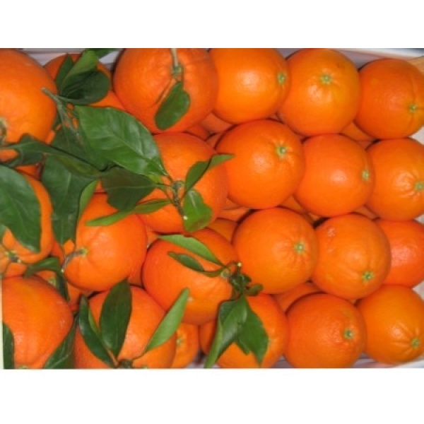 Caja 9kg mixta Naranja de Mesa + Mandarina ✔-0