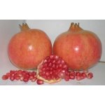 EN PELIGRO EL CULTIVO DE LA GRANADA