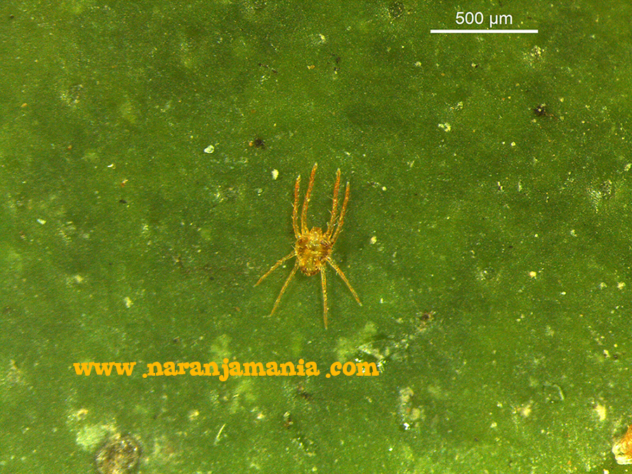 macho de Eutetranychus orientalis (naranjamania.com)