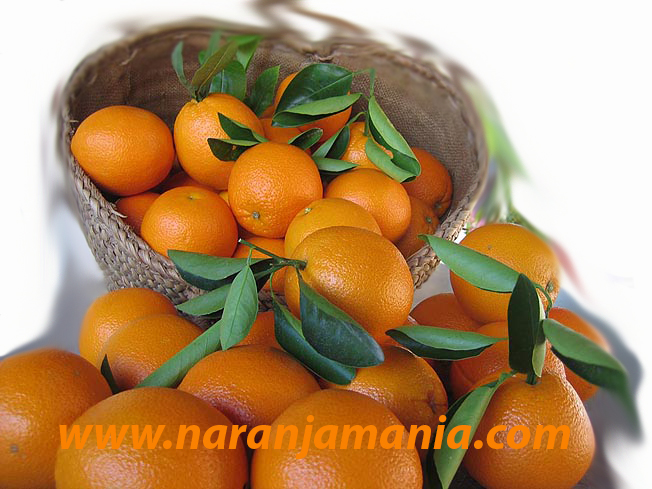 Comprar Naranjas Online -Naranjas de Valencia